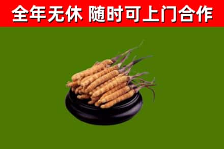芗城烟酒回收冬虫夏草.jpg