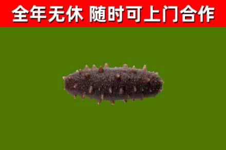 芗城回收海参干